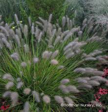 Red Head Fountain Grass Pennisetum alopecuroides