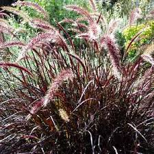 Rubrum Fountain Grass Pennisetum setaceum ‘