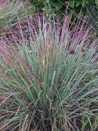 Standing Ovation Schizachyrium scoparium Grass