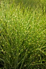 Strictus Porcupine Miscanthus sinensis Grass