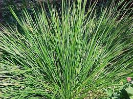 Tufted Hair Grass Deschampsia cespitosa 