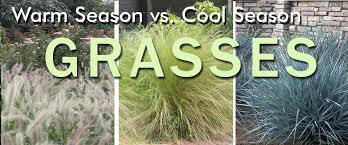 Warm Season Grass Recomendations