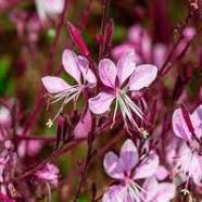 Gaura.