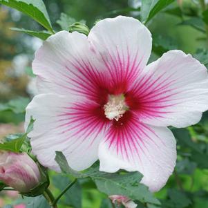 Hibiscus x Paraplu Pink InkÂ® ('Minsywhi07') Paraplu Pink InkÂ® Rose of Sharon
