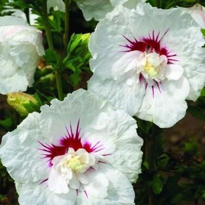 Hibiscus syriacus Bali™ Bali™ Rose of Sharon