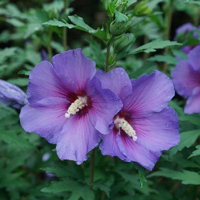 Hibiscus x Paraplu Violet® ('Minsybv3s01') Paraplu Violet® Rose of Sharon