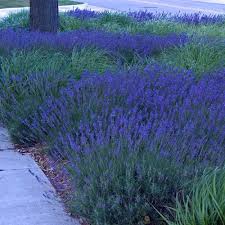 Hidcote/English  Lavender Herb