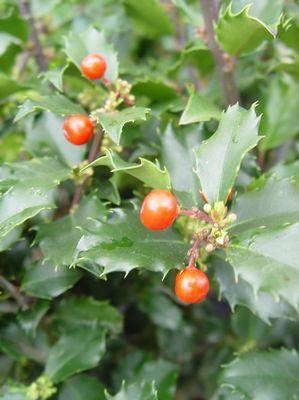 Ilex X meserveae 'Berryific' Berryific Holly