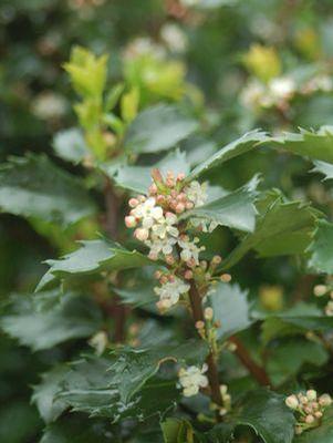 Ilex X meserveae Blue Prince Blue Prince Holly