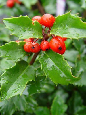 Ilex X meserveae Blue Princess Blue Princess Holly