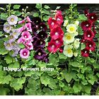 Alcea rosea Hollyhock 