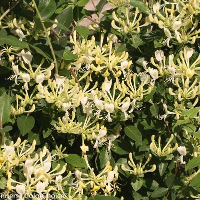 Lonicera periclymenum Scentsation Scentsation Honeysuckle