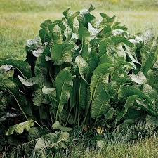 Horseradish Armoracia rusticana Herb