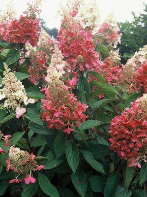 Hydrangea pan. Pinky Winky® ('DVPPINKY') Pinky Winky® Panicle Hydrangea