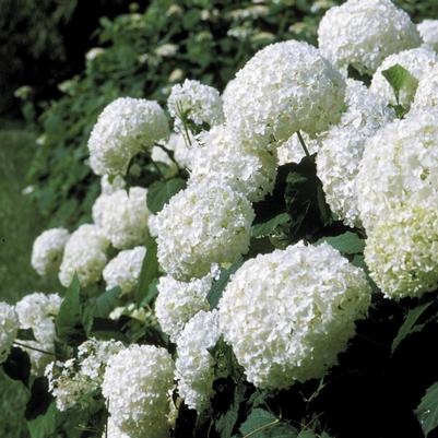 Hydrangea arborescens 'Annabelle' Annabelle Smooth Hydrangea