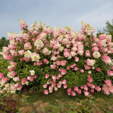 Hydrangea pan. Berry White™ ('Renba') Berry White™ Hydrangea