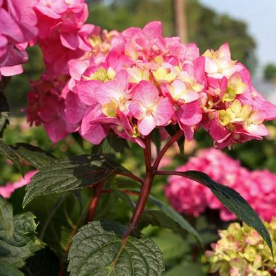 Hydrangea mac. Endless Summer® Bloomstruck® ('PIIHM-II') Endless Summer® Bloomstruck® Hydrangea