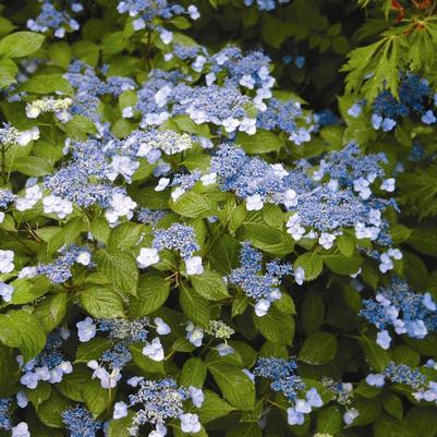 Hydrangea serrata Blue Billows Blue Billow Hydrangea