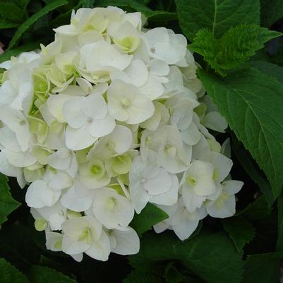 Hydrangea mac. Endless Summer® Blushing Bride® Endless Summer® Blushing Bride® Hydrangea