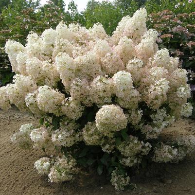 Hydrangea pan. Bobo Bobo® Hardy Hydrangea