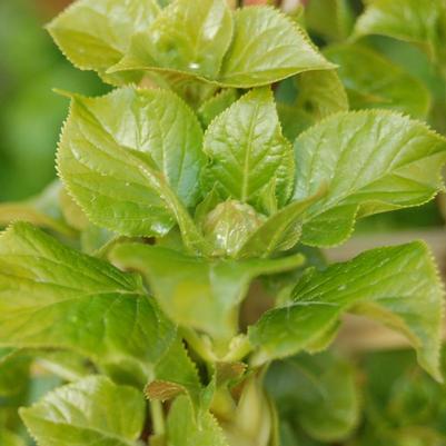 Hydrangea anomala petiolaris Climbing Hydrangea