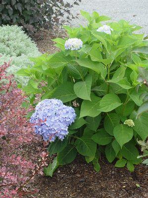 Hydrangea mac. Endless Summer® The Original ('Bailmer') Endless Summer® The Original Hydrangea