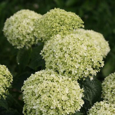 Hydrangea arborescens Invincibelle Limetta® ('NCHA8') Invincibelle Limetta® Smooth hydrangea