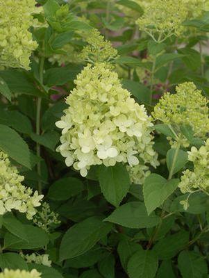 Hydrangea pan. 'Limelight' Limelight Hydrangea