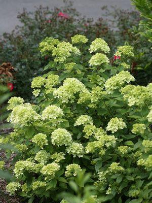 Hydrangea pan. Little Lime® ('Jane') Little Lime® Panicle Hydrangea