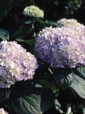 Hydrangea mac. Nikko Blue Nikko Blue Hydrangea