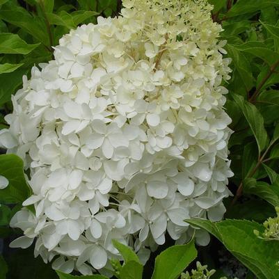 Hydrangea x pan. 'Phantom' Phantom Panicle Hydrangea