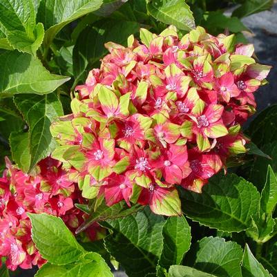 Hydrangea mac. Next Generation® Pistachio ('Horwack') Pistachio Hydrangea