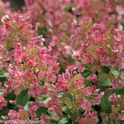 Hydrangea pan. Little Quick Fire® ('SMHPLQF') Little Quick Fire® Panicle Hydrangea