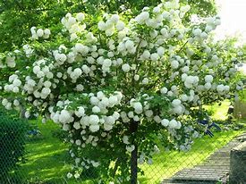 Hydrangea pan. 'Limelight' Limelight Hydrangea TREE FORM