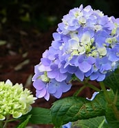 Hydrangea mac. Nantucket Blue ('Grenan') Nantucket Blue Hydrangea