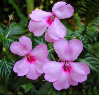 Impatiens Common