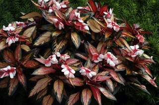 Impatiens New Guinea Hybrid