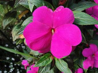 Impatiens New Guinea