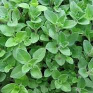 Italian Oregano-Herb