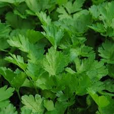 Italian Parsley