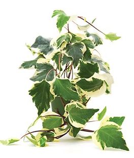 English Ivy Hedera