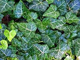English Ivy Hedera helix Ground Cover