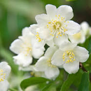 Jasminum sambac-Arabian Jasmine