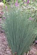 Juncus