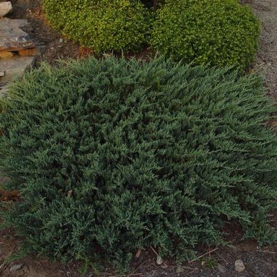 Juniperus horizontalis 'Blue Chip' Blue Chip Creeping Juniper