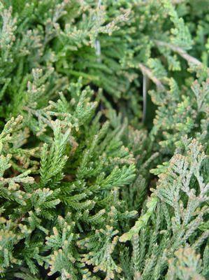 Juniperus horizontalis 'Wiltoni' Blue Rug Juniper
