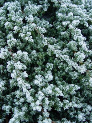 Juniperus procumbens 'Nana' Dwarf Japanese Juniper