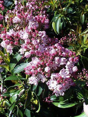 Kalmia lat. Carousel Carousel Mountain Laurel