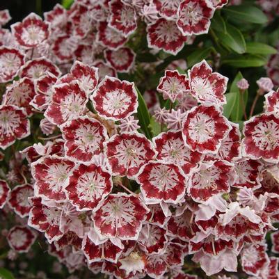 Kalmia Minuet Mountain Laurel