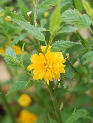 Kerria japonica Pleniflora Japanese Kerria